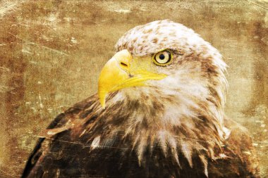 Afrika balık kartalı (Haliaeetus vocifer))