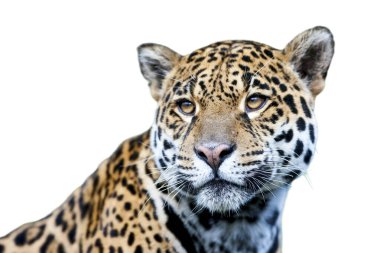 Yeşil gözlü güzel leopar, arka planda soyutlanmış..