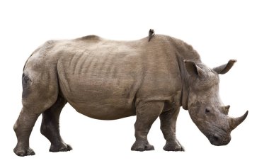Kenya Nakuru Ulusal Parkı 'ndaki beyaz gergedan ya da kare dudaklı gergedan (Ceratotherium simum). Beyaz gergedan, hala var olan beş gergedan türünden biridir. beyaz arkaplan 
