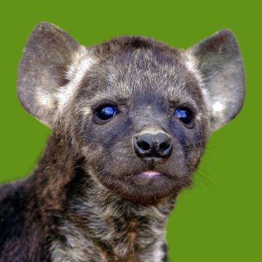 Kruger Ulusal Parkı, Güney Afrika 'daki sırtlan yavrusunun portresi.