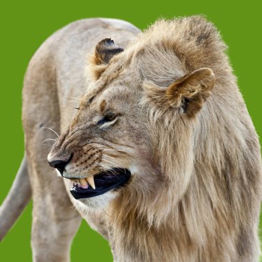 Hlane Ulusal Parkı, Svaziland 'da Afrika aslanı