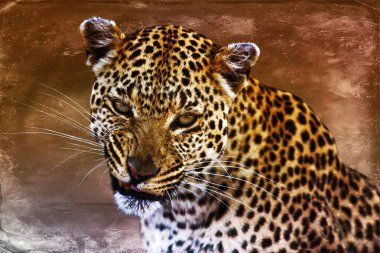 Botswana 'daki Okavango-delta' da çita, manzarayı kapat.