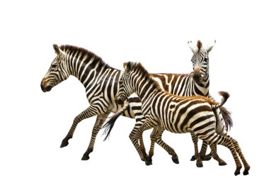 beyaz arkaplanda izole edilmiş zebra