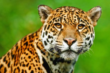 Okavango Deltası 'ndaki doğal ortamında leopar portresi.