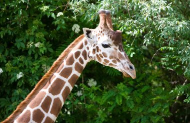 Zürafalar (Giraffa camelopardalis) Botsvana, Afrika 'da Okavango Deltası' nda