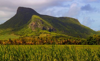 Güzel tropikal cennet ada, Mauritius üzerinde yeşil şeker kamışı alan ön planda aslan dağı