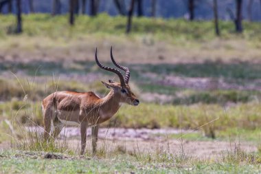 Kenya savanındaki Afrika antilobu.