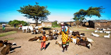 15 Ekim 2012 'de Kenya' daki Maasai Mara 'da kimliği belirsiz Masai halkı. Masailer, Kenya ve kuzey Tanzanya 'da bulunan yarı göçebe bir etnik gruptur.