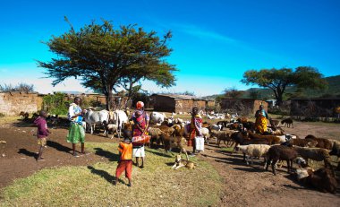 15 Ekim 2012 'de Kenya' daki Maasai Mara 'da kimliği belirsiz Masai halkı. Masailer, Kenya ve kuzey Tanzanya 'da bulunan yarı göçebe bir etnik gruptur.