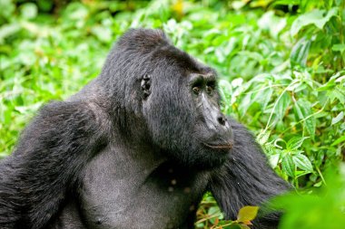 Bwindi Geçilmez Orman Ulusal Parkı 'ndaki Dağ Gorili Uganda, Kongo ve Ruanda sınırlarında.