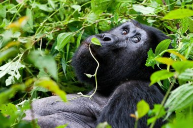 Mountain Gorilla in the Bwindi Impenetrable Forest National Park, at the borders of Uganda, Congo and Rwanda clipart
