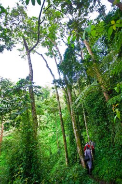 Uganda, Kongo ve Ruanda sınırlarındaki Bwindi Engellenemez Orman Ulusal Parkı 'ndaki Afrika yağmur ormanları. Bwindi Ulusal Parkı dağ gorillerinin evidir..