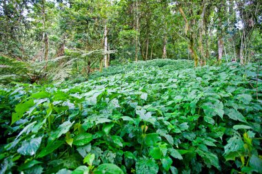 Uganda, Kongo ve Ruanda sınırlarındaki Bwindi Engellenemez Orman Ulusal Parkı 'ndaki Afrika yağmur ormanları. Bwindi Ulusal Parkı dağ gorillerinin evidir..