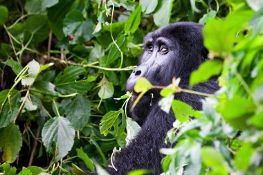 Bwindi Geçilmez Orman Ulusal Parkı 'ndaki Dağ Gorili Uganda, Kongo ve Ruanda sınırlarında.