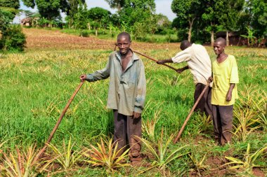 Ekvator, Uganda - 1 Kasım 2012 'de Ekvator, Uganda' da ananas tarlasında çalışan tanımlanamayan işçiler. Tarım Uganda 'da önemli bir sektördür. Nüfusun% 68 'ini çalıştırıyor..