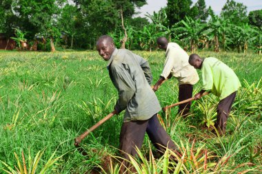 Ekvator, Uganda - 1 Kasım 2012 'de Ekvator, Uganda' da ananas tarlasında çalışan tanımlanamayan işçiler. Tarım Uganda 'da önemli bir sektördür. Nüfusun% 68 'ini çalıştırıyor..