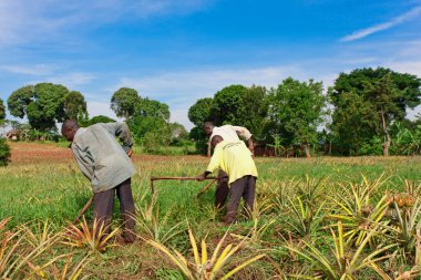 Ekvator, Uganda - 1 Kasım 2012 'de Ekvator, Uganda' da ananas tarlasında çalışan tanımlanamayan işçiler. Tarım Uganda 'da önemli bir sektördür. Nüfusun% 68 'ini çalıştırıyor..