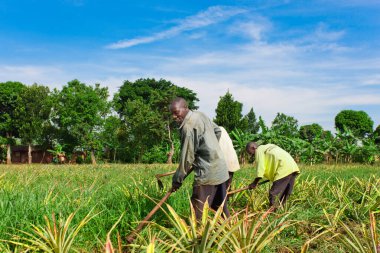 Ekvator, Uganda - 1 Kasım 2012 'de Ekvator, Uganda' da ananas tarlasında çalışan tanımlanamayan işçiler. Tarım Uganda 'da önemli bir sektördür. Nüfusun% 68 'ini çalıştırıyor..