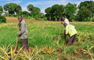 Ekvator, Uganda - 1 Kasım 2012 'de Ekvator, Uganda' da ananas tarlasında çalışan tanımlanamayan işçiler. Tarım Uganda 'da önemli bir sektördür. Nüfusun% 68 'ini çalıştırıyor..
