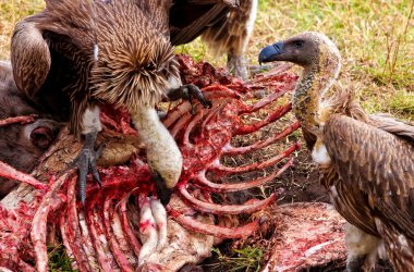 Akbabalar antilop leşleriyle beslenir, Maasai Mara, Kenya
