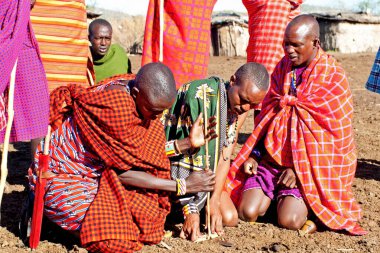 15 Ekim 2012 'de Kenya' daki Maasai Mara 'da kimliği belirlenemeyen Masai erkekleri. Masailer, Kenya ve kuzey Tanzanya 'da bulunan yarı göçebe bir etnik gruptur..