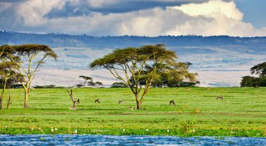 Kenya 'daki Naivasha Gölü