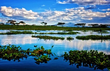 Kenya 'daki Naivasha Gölü