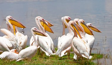 Nakuru Gölü 'ndeki büyük beyaz pelikanlar Kenya, Afrika