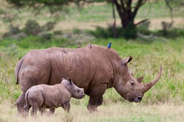 Gergedan ve buzağı Kenya 'daki Nakuru Gölü Milli Parkı' nda.