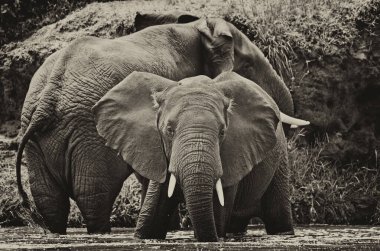 Kraliçe Elizabeth Ulusal Parkı 'nda Afrika filleri, Kazinga Kanalı (Uganda)