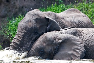Kraliçe Elizabeth Ulusal Parkı 'nda Afrika filleri, Kazinga Kanalı (Uganda)
