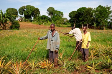 Ekvator, Uganda - 1 Kasım 2012 'de Ekvator, Uganda' da ananas tarlasında çalışan tanımlanamayan işçiler. Tarım Uganda 'da önemli bir sektördür. Nüfusun% 68 'ini çalıştırıyor.
