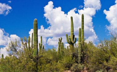 Saguaro kaktüsü Arizona, ABD 'de.