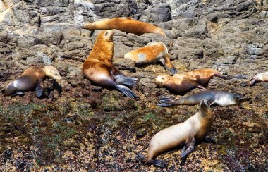 Kaliforniya fokları genellikle Channel Adaları, Kaliforniya, Usa 'da Deniz Aslanları olarak bilinir.