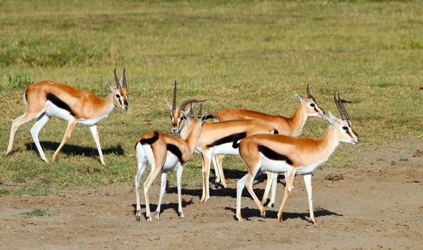 Impala Antelopes Kruger Nemzeti Parkban Dél Afrika — Stock Fotó