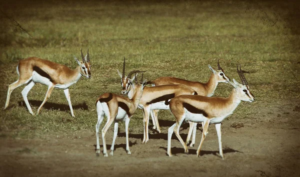 Impala Antelopes Kruger Nemzeti Parkban Dél Afrika — Stock Fotó