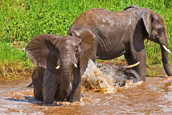African Elephants Kruger National Park South Africa — Stock Photo, Image