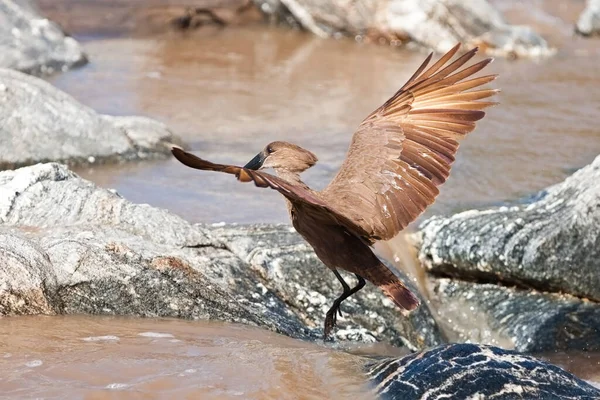 Grande Grupo Patos Selvagens Rocha — Fotografia de Stock