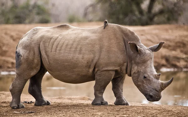 Rinoceronte Blanco Rinoceronte Labio Cuadrado Ceratotherium Simum Parque Nacional Del —  Fotos de Stock