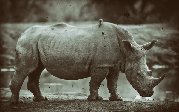 Белый Носорог Квадратные Губы Носорога Ceratotherium Simum Национальном Парке Озера — стоковое фото