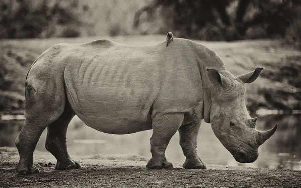 Rinoceronte Bianco Rinoceronte Forma Quadrata Ceratotherium Simum Nel Parco Nazionale — Foto Stock