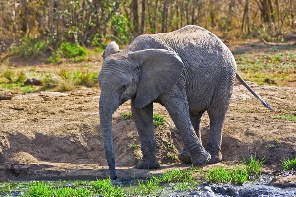 Αφρικανικοί Ελέφαντες Στο Εθνικό Πάρκο Kruger Νότια Αφρική — Φωτογραφία Αρχείου