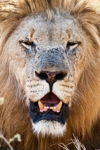 African Lion Hlane National Park Swaziland — Stock Photo, Image