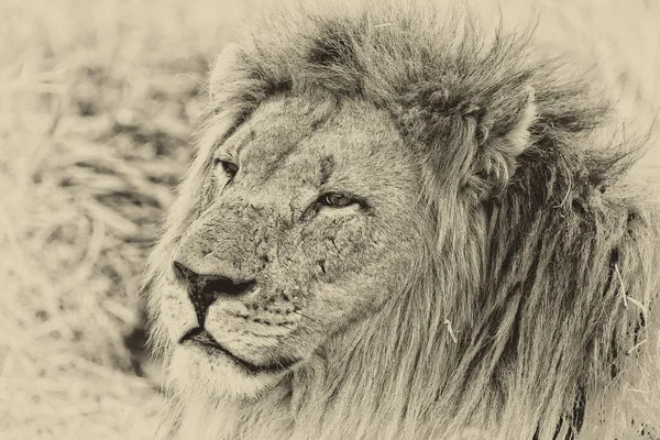 African Lion Hlane National Park Swaziland — Stock Photo, Image