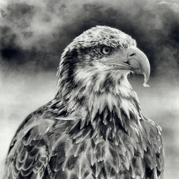 非洲鹰 Haliaeetus Vocifer — 图库照片