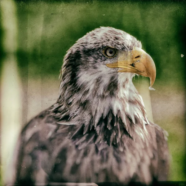 Águia Africana Haliaeetus Vocifer — Fotografia de Stock