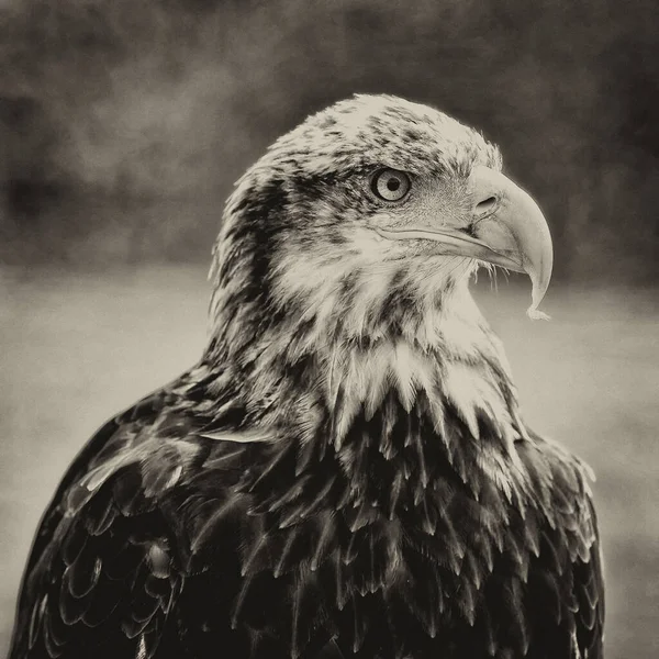 Águila Africana Haliaeetus Vocifer —  Fotos de Stock