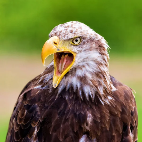 Águila Africana Haliaeetus Vocifer — Foto de Stock