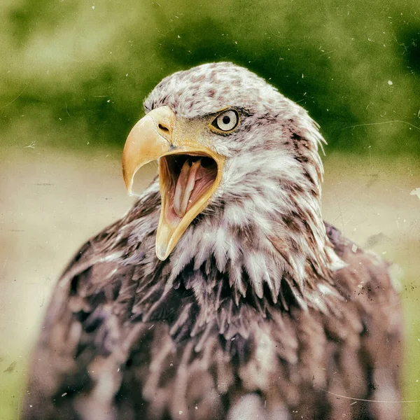 Águila Africana Haliaeetus Vocifer — Foto de Stock