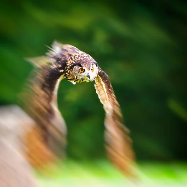 Flying Bengal Eagle Owl — Stock Photo, Image